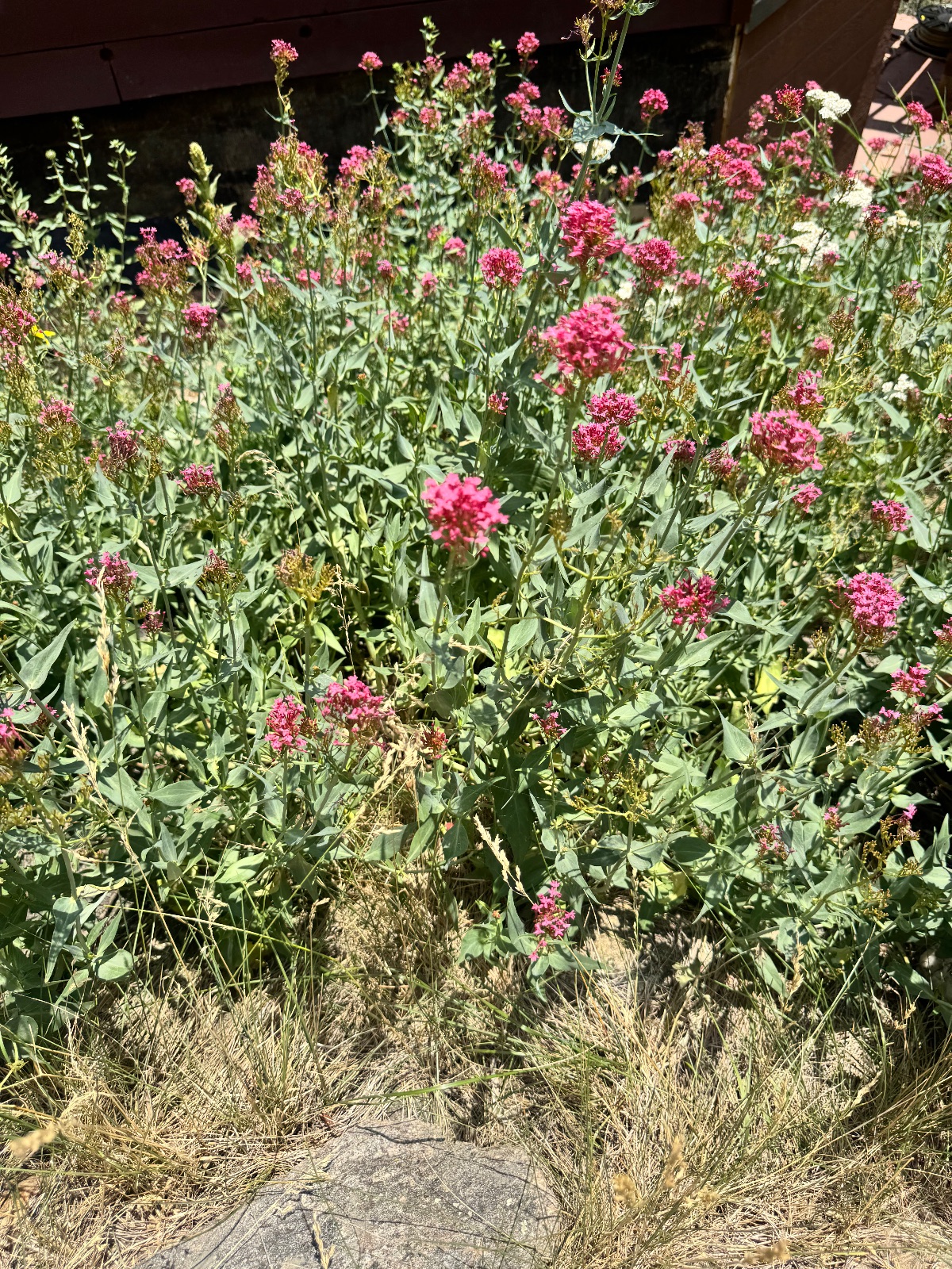 Red valerian (Centranthus ruber)