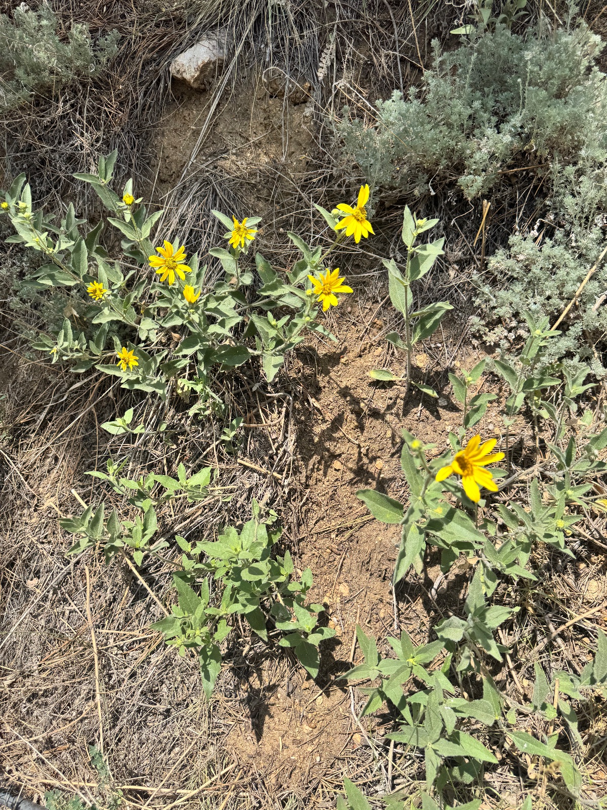 Prairie sunflower or similar Helianthus/Heliomeris species