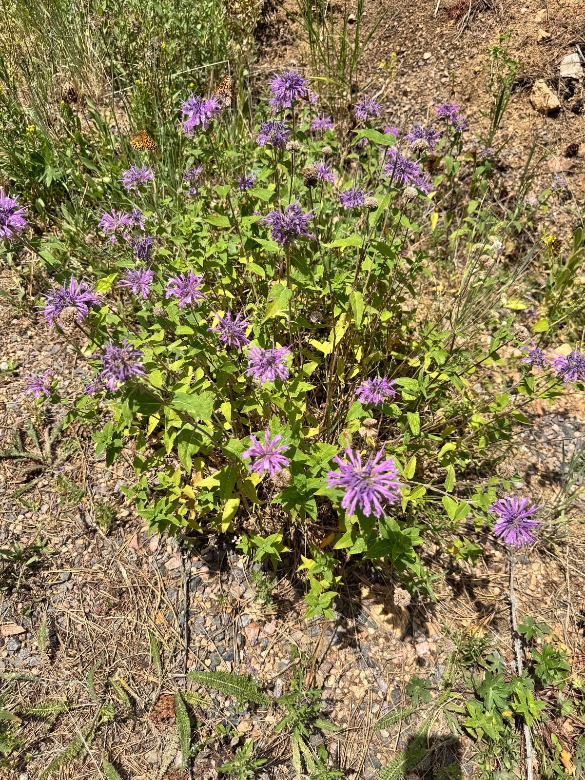 Wild bergamot / bee balm (Monarda fistulosa)