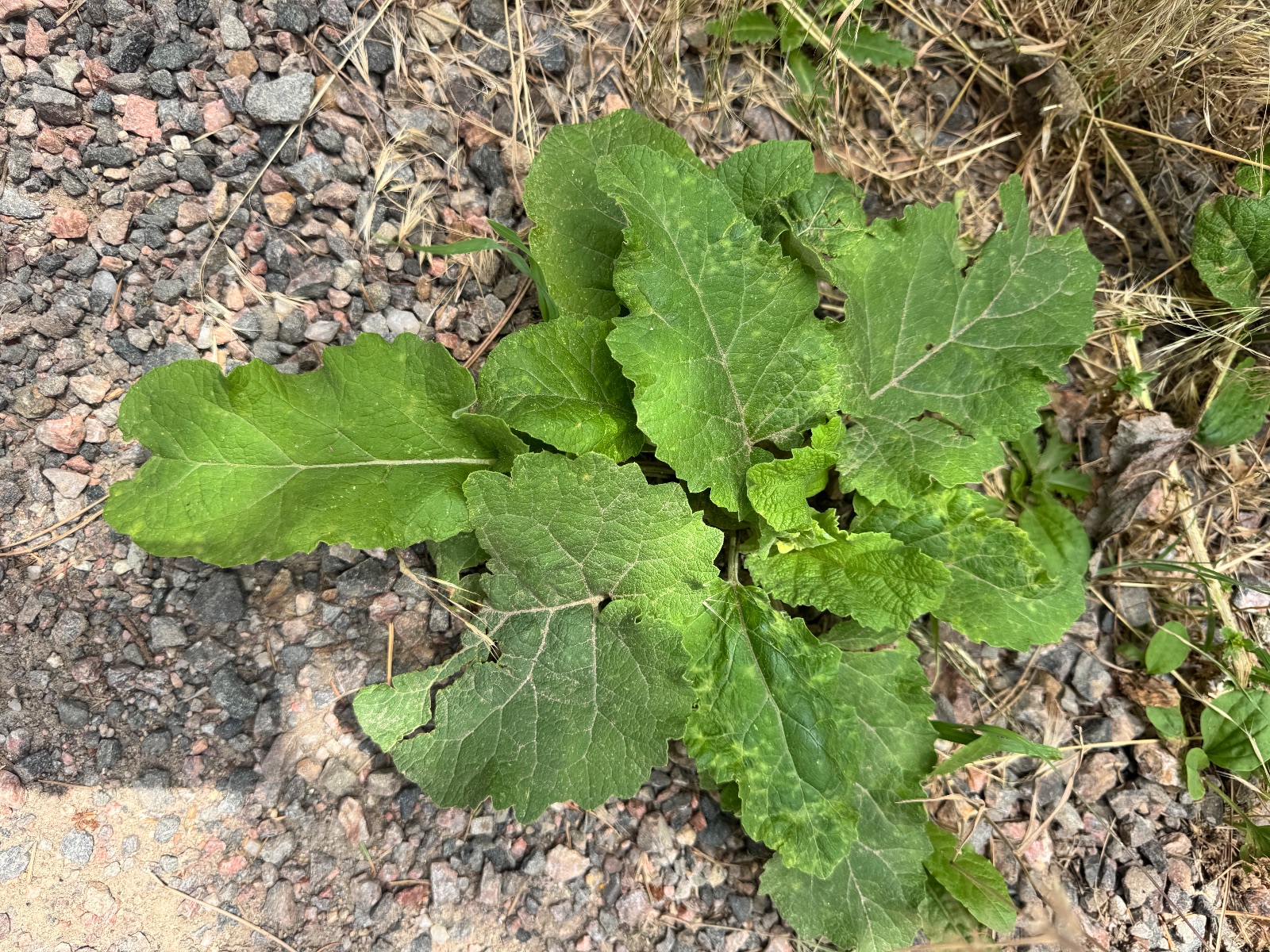 Common mullein (Verbascum thapsus), first-year rosette