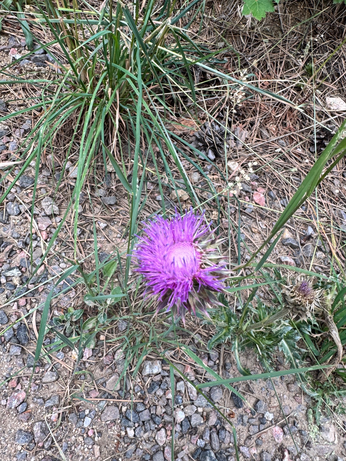 Musk thistle or native purple thistle (Cirsium/Carduus sp.)