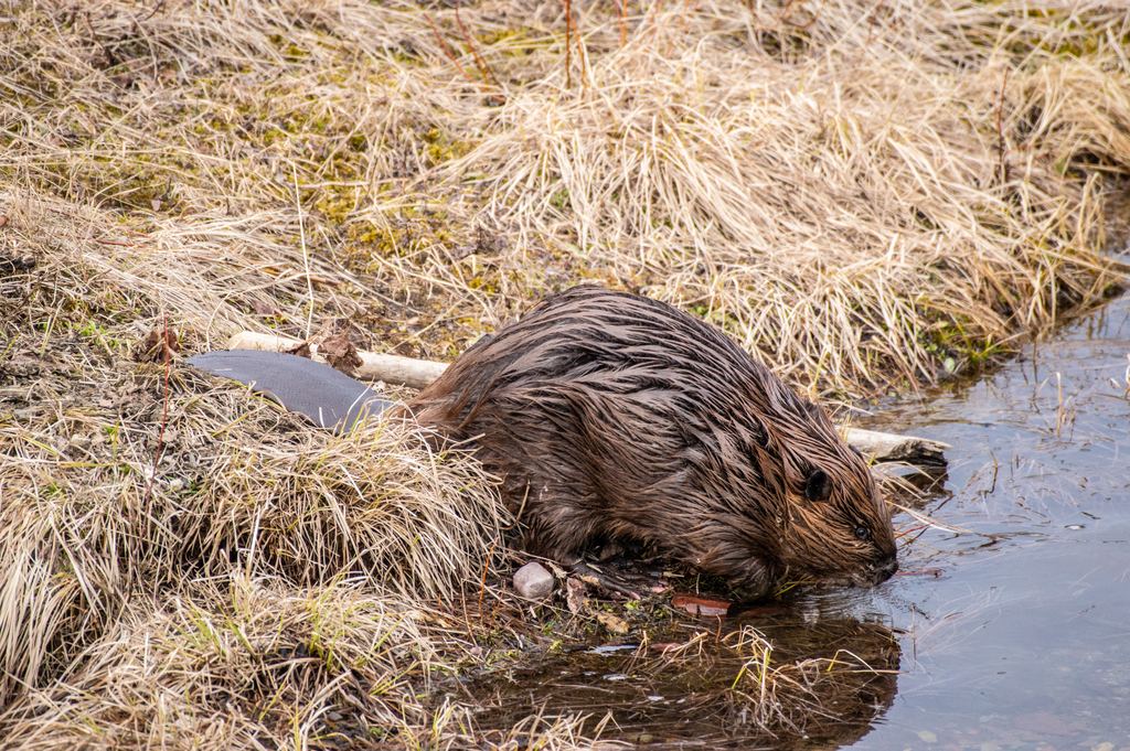 North American beaver (Castor canadensis) in riparian habitat