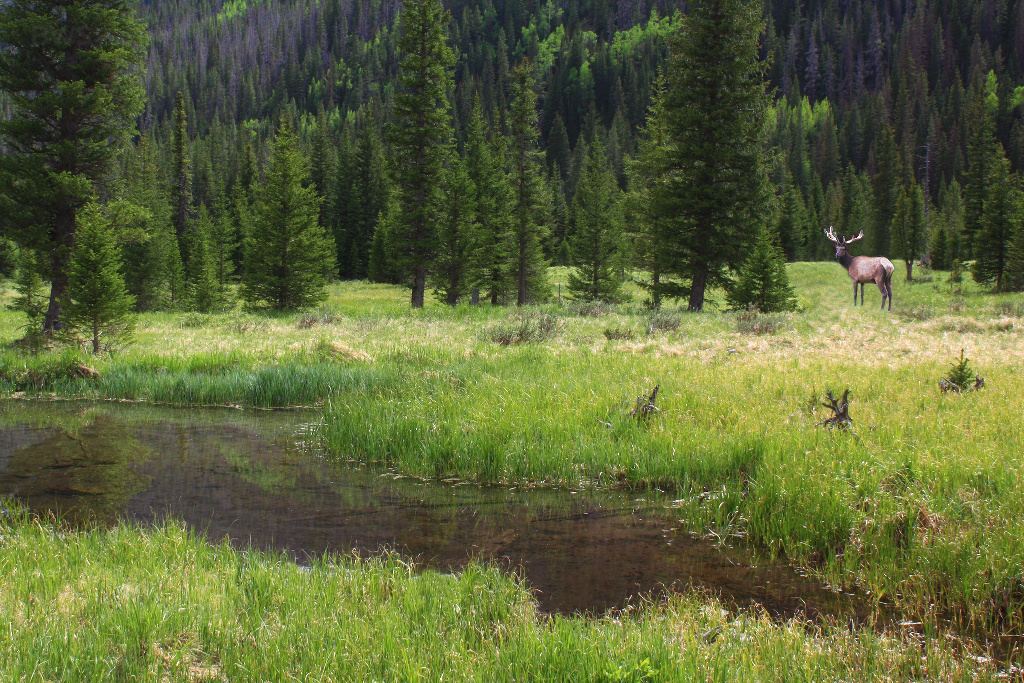 Bull Rocky Mountain elk in a meadow, antlers in velvet, Colorado