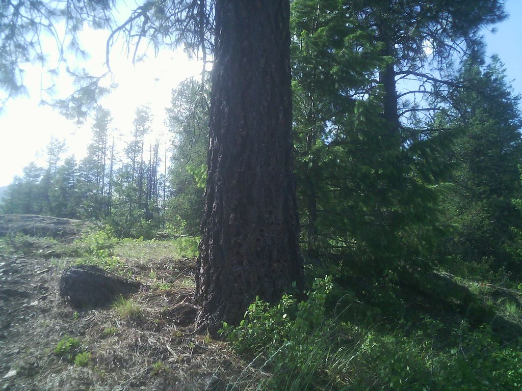 Ponderosa pine bark showing the orange-cinnamon plate pattern of a mature tree