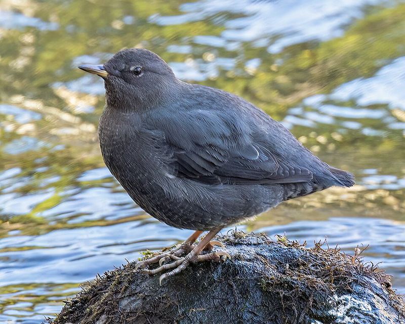 American Dipper on a rock