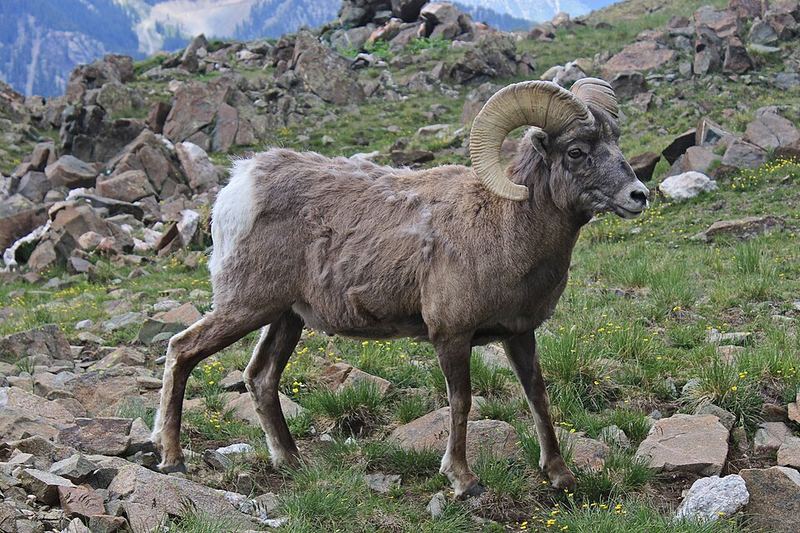 Rocky Mountain Bighorn Sheep on cliff