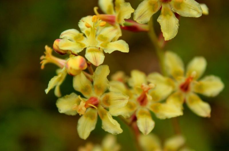 Death camas flowers