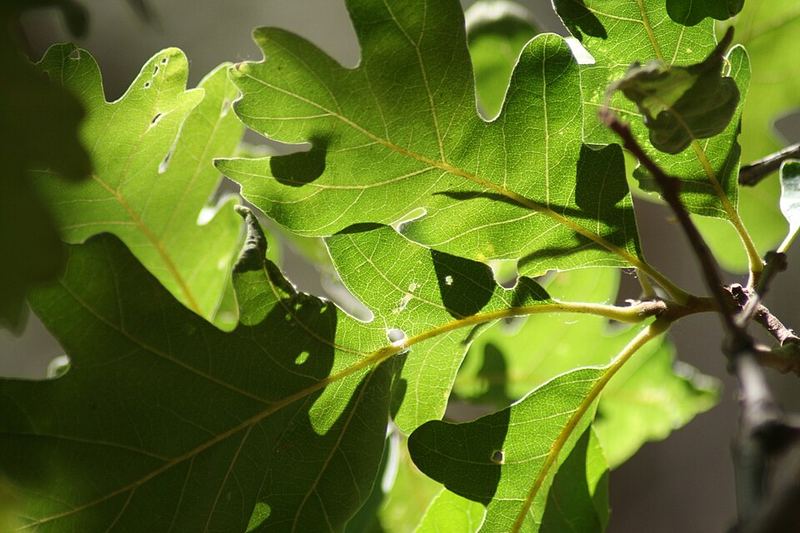 Gambel Oak leaves