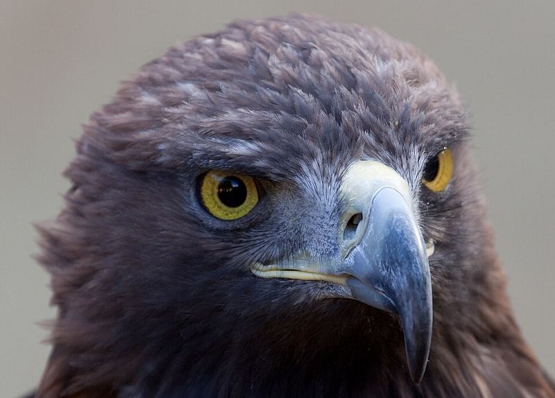 Golden Eagle soaring