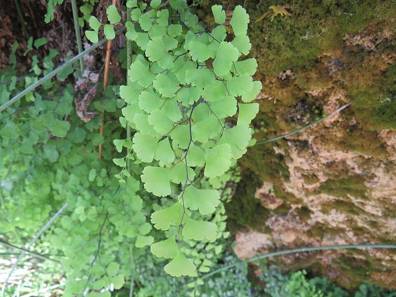 Maidenhair fern Adiantum capillus-veneris growing on wet cliff face
