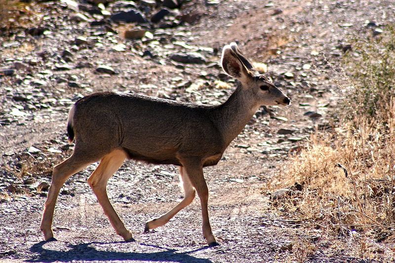 Mule deer