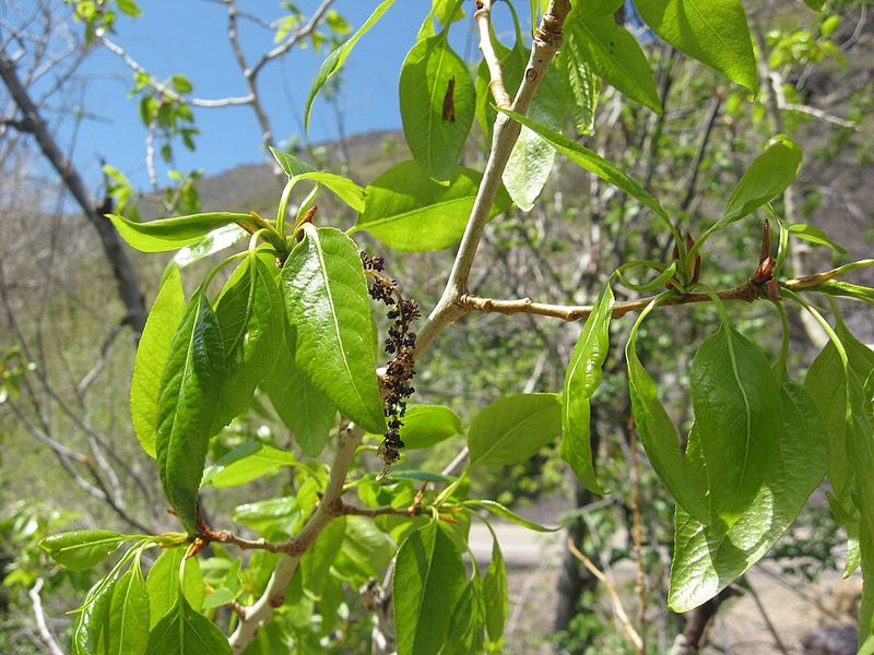 Narrowleaf Cottonwood