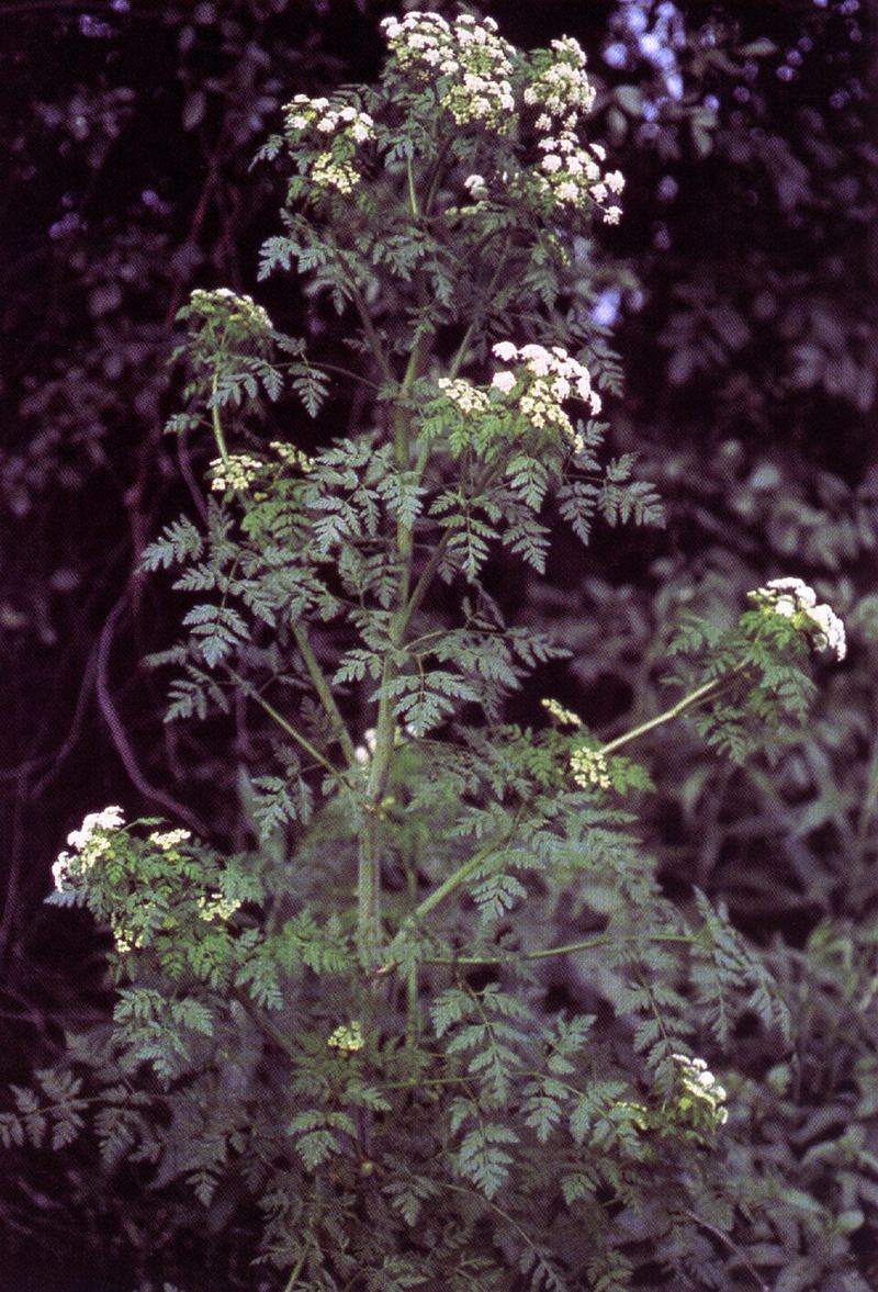 Poison hemlock purple-spotted stems