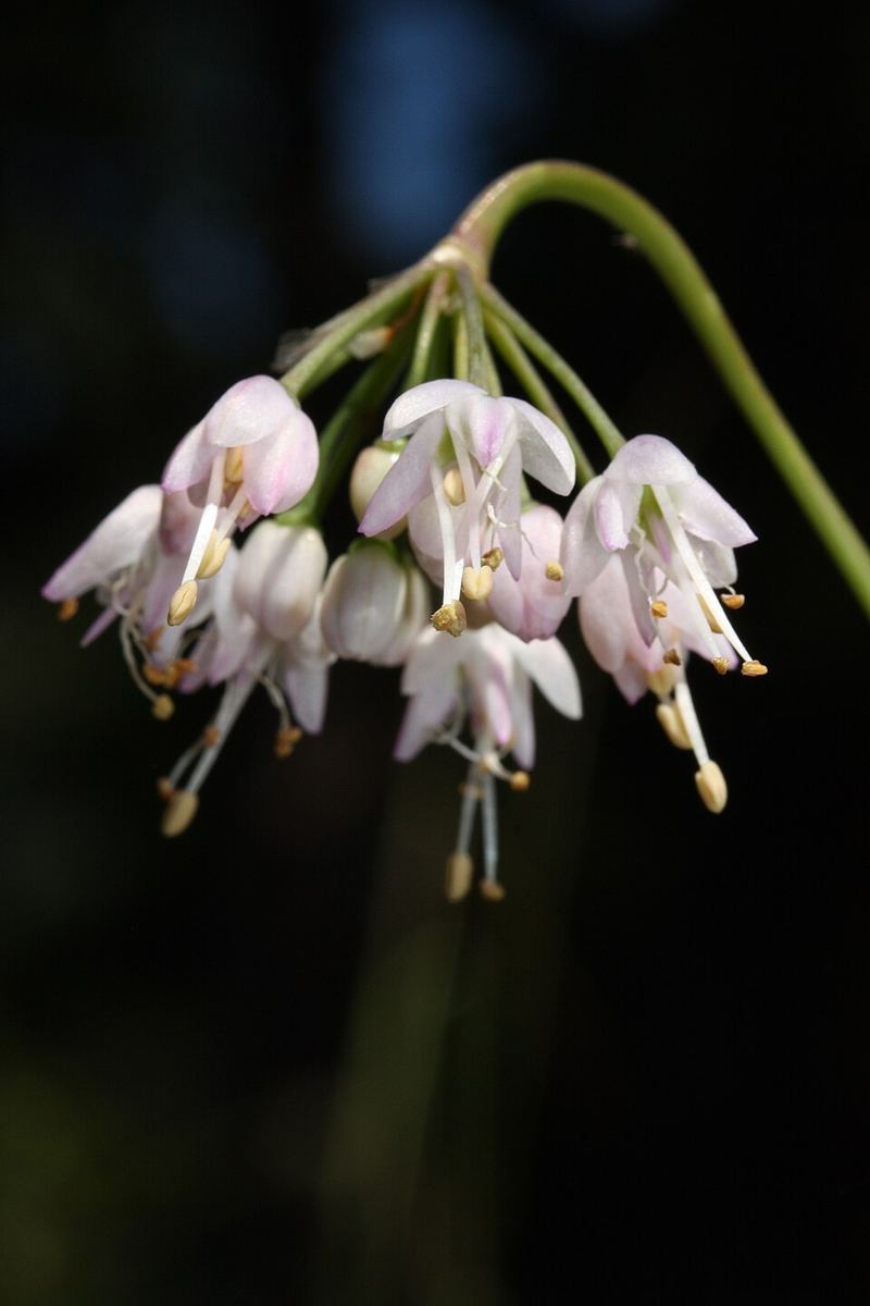 Nodding Wild Onion flowers