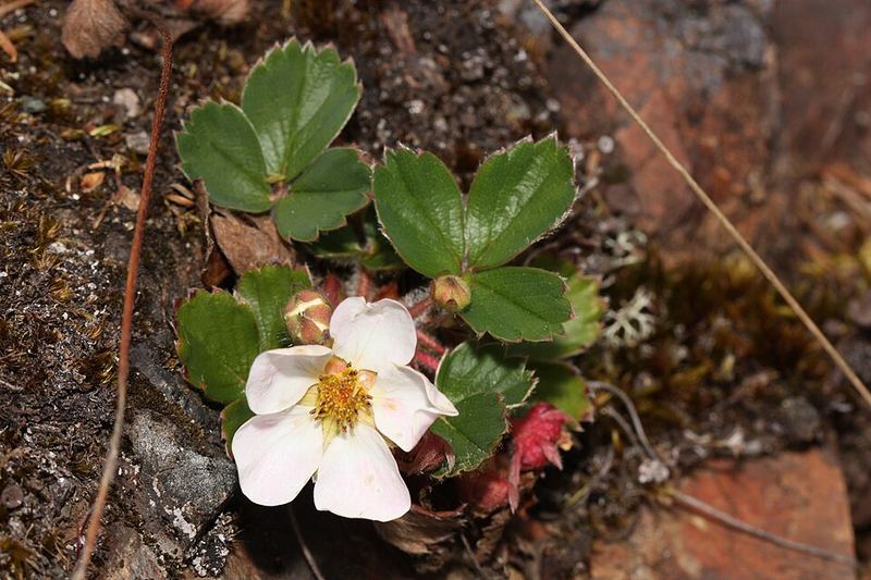 Wild strawberry plant