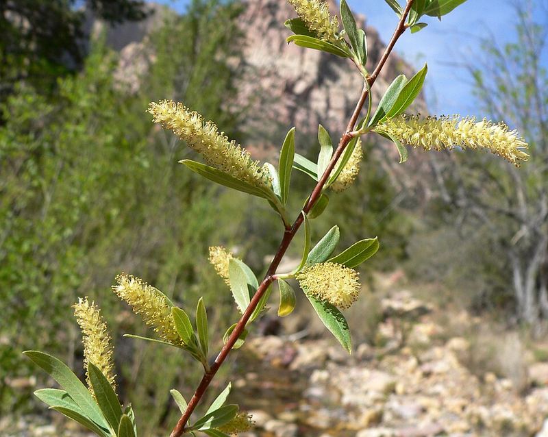 Willow catkins