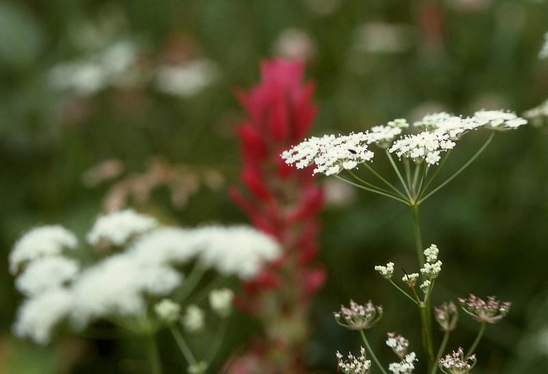Yampa / Yampah plant in flower