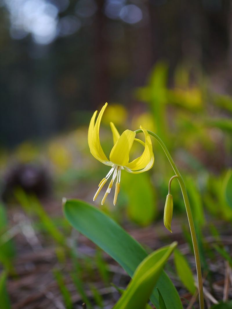 Glacier lily (Erythronium grandiflorum) emerging through snowmelt, yellow flowers