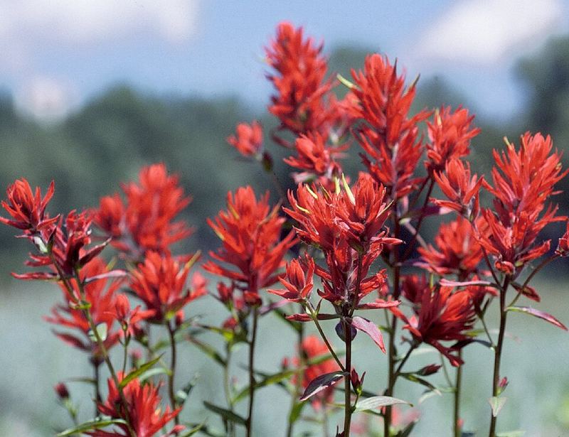 Indian paintbrush (Castilleja chromosa) flame-red bracts on rocky slope