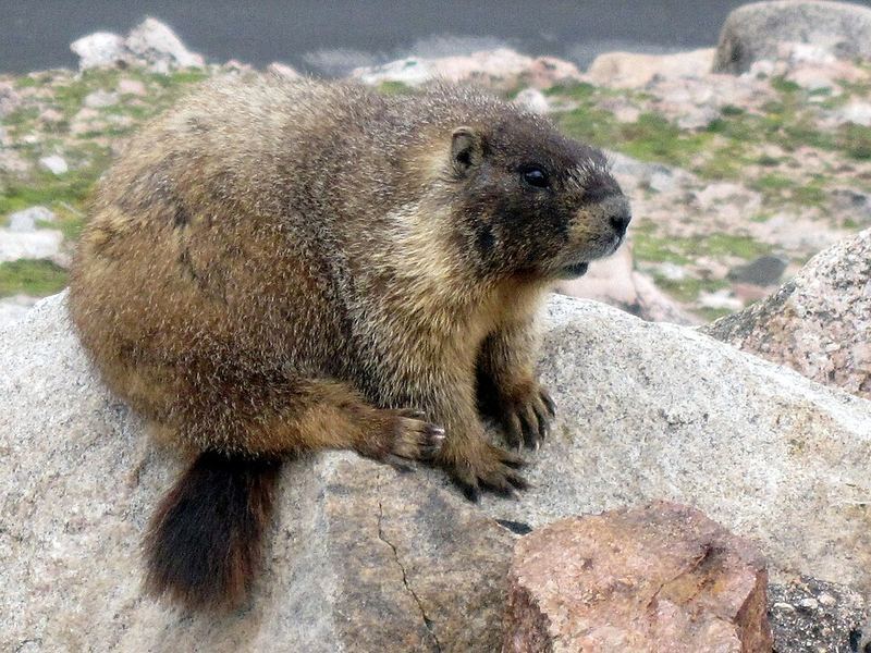 Yellow-bellied marmot on alpine boulders above treeline, Colorado Rockies