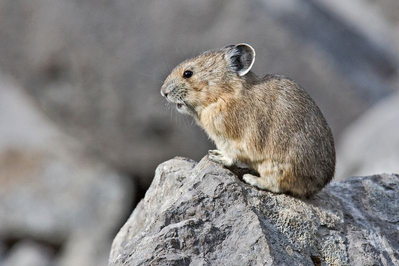 American pika (Ochotona princeps) on talus boulders above treeline
