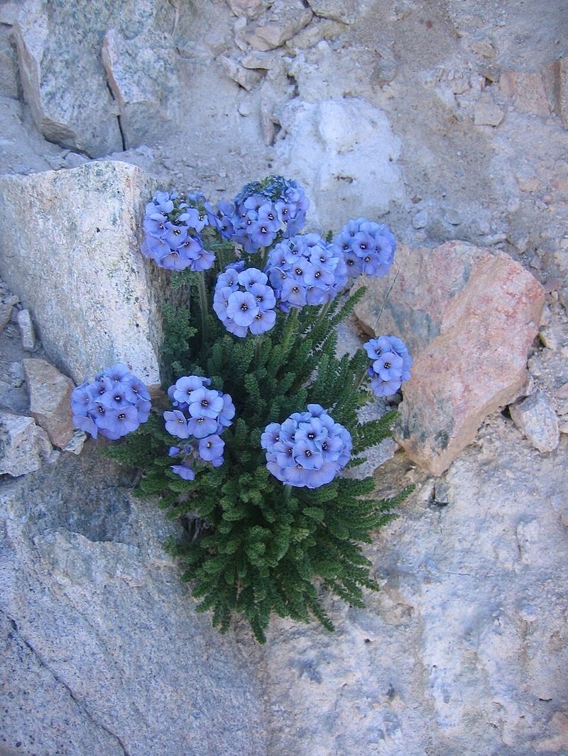 Sky pilot (Polemonium viscosum) electric blue-purple flowers on alpine rocky slope