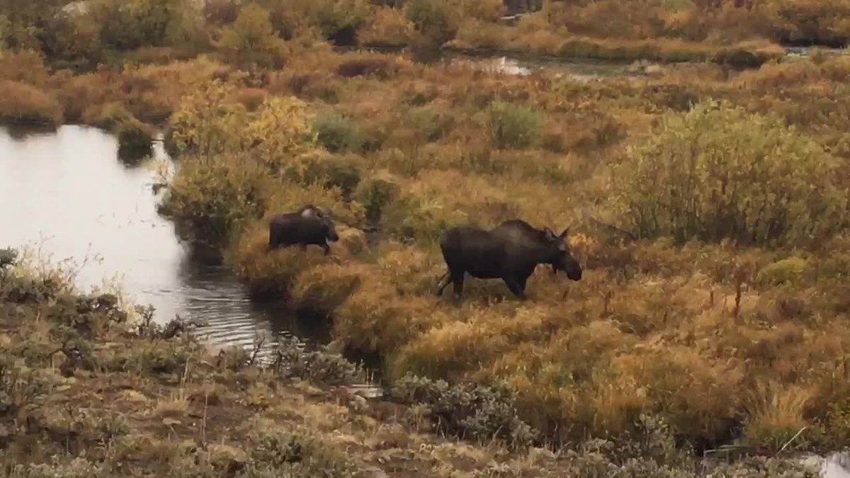 Shiras moose cow and calf in Colorado, introduced to the state starting in 1978
