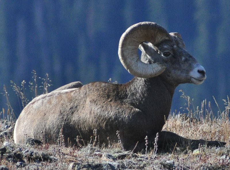 Rocky Mountain Bighorn Sheep on cliff