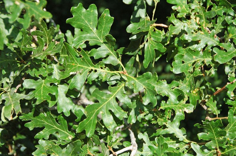 Gambel oak, Black Canyon of the Gunnison National Park