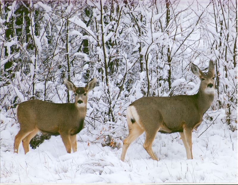 Mule deer in first snow, Colorado