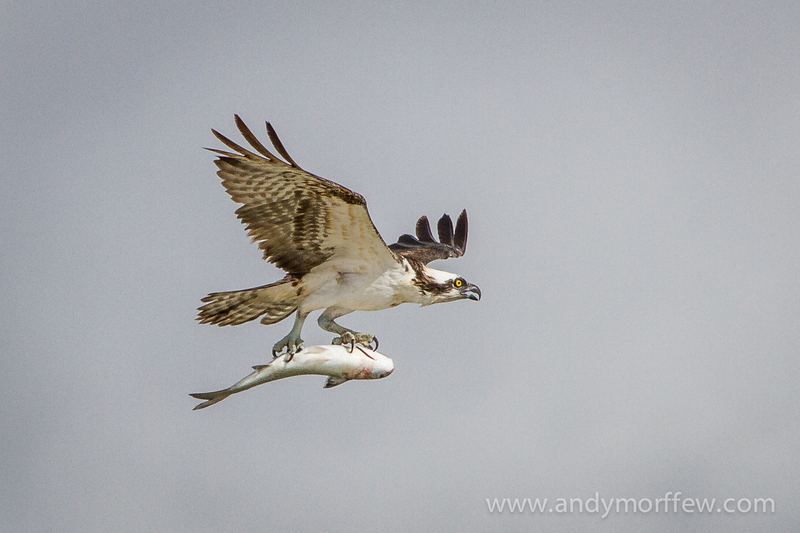 Osprey flying to nest