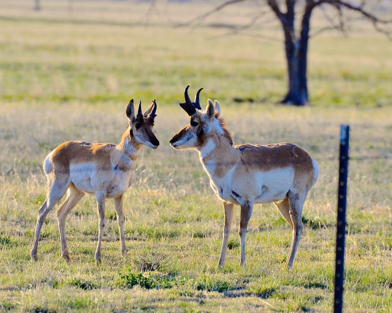 Pronghorn antelope on grassland
