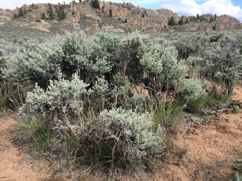Sagebrush steppe near Gunnison, Colorado
