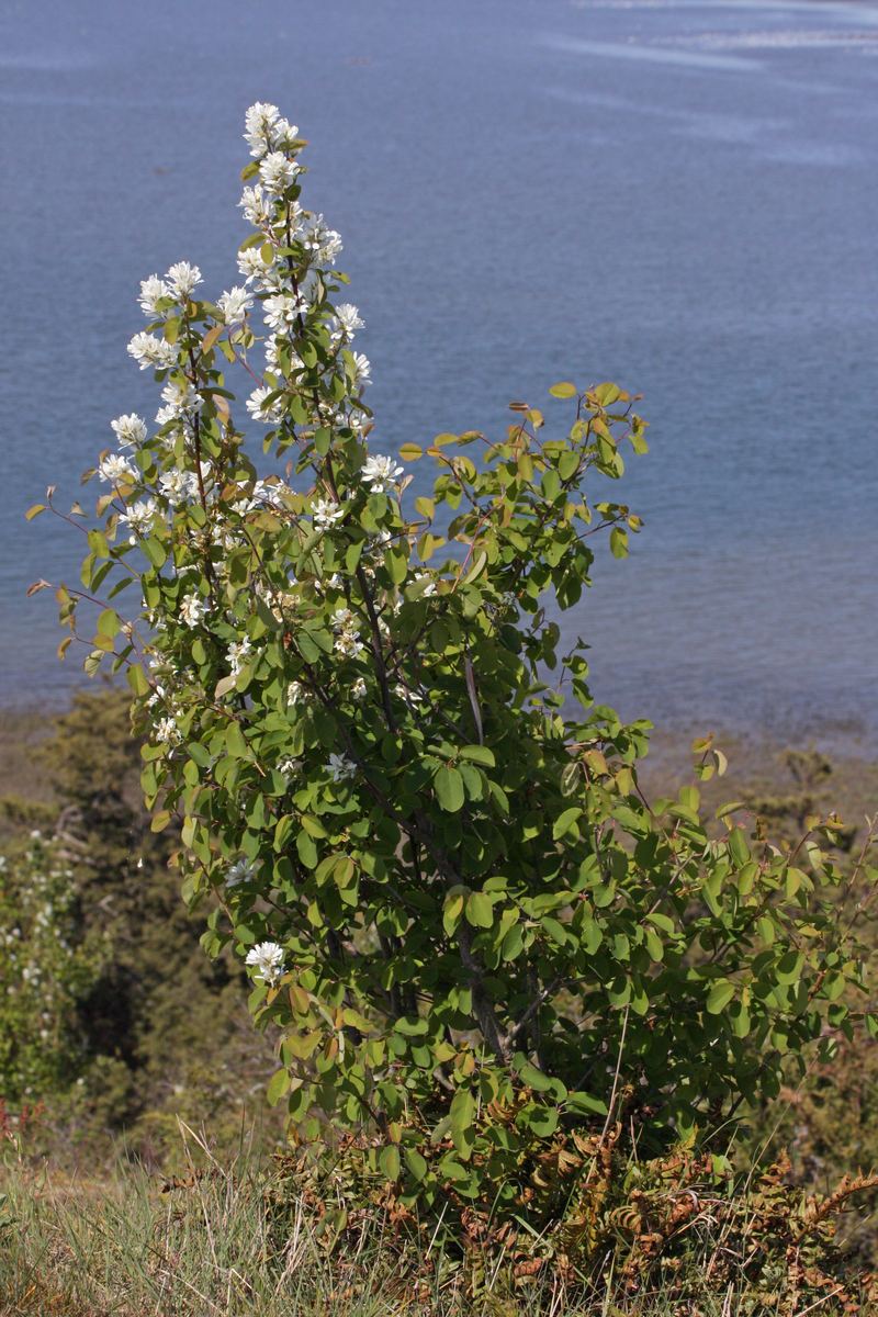 Serviceberry (Amelanchier alnifolia) flowers in bloom